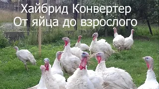 Хайбрид Конвертер индюки. Чем кормить. Вес и другое.