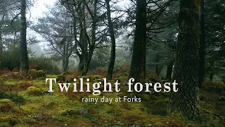 Rainy day in Forks forest • Twilight ambience • Reading and studying music 🌲