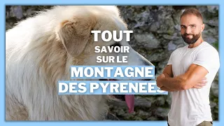 RACE : Montagne des Pyrénées (PATOU)