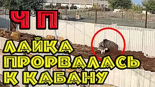 Поединок. Западносибирская лайка Ларь против кабана Феди.