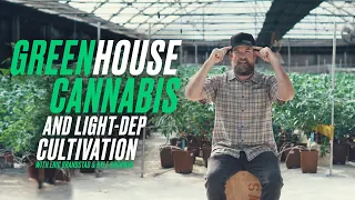 Growing High-quality Cannabis In A Greenhouse Using Light Deprivation Technology.