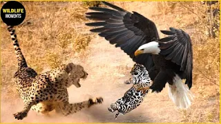 Eagle Attacks The Young Leopard Cub In Front Of Its Mother, And What Happens Next? Animal World