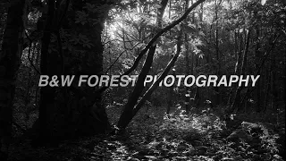 B&W Film photography in the woods at South downs national park