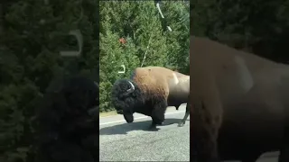 Bison vs Car, Bison wins. / Bison knocks car off the road/ Bison road rage. #shorts #bison #roadrage