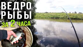 Ловля фидером на реке, нашли самое рыбное место на Свислочи