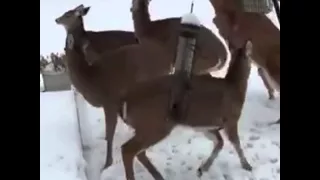 Guy sneezes and scares the deer - Dammit Ron! You had 1 job!