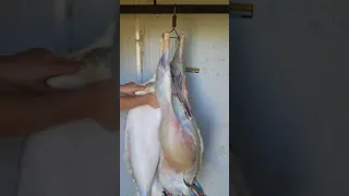 Lamb/butchering skinning