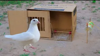 DIY Pigeon Bird Trap with cardboard Box