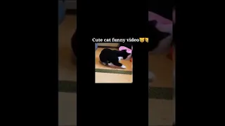 Cute Cat Funny video🐱🐱🐱 Fun Times