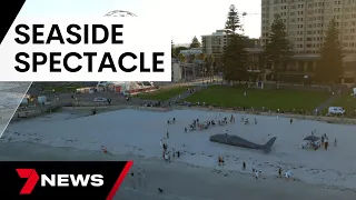 Glenelg's beached whale mystery solved | 7 News Australia