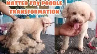 Matted Toy Poodle Transformation | Summercut Body | Groomer Style