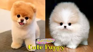 Bichinhos divertidos, fofos e engraçados. Cute And Funny Animals - Baby Dogs, How Funny, Cute Puppy