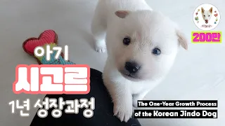 The One-Year Growth Process of the Korean Jindo Dog | The puppy's growth process over a year