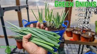 Green onions |Growing & harvest | Tips for beginners | Scallions - Shallots - Spring Onions |