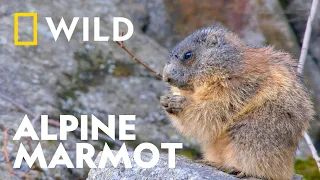 Alpine Marmot Emerges from Hibernation | Wild Europe | National Geographic UK