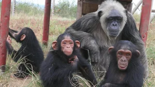 Goodbye La Vieille - A Legendary & Loving Tchimpounga Chimp