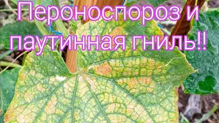 как избавиться от желтых пятен на огурцах? #дача #плодородная #сад это...