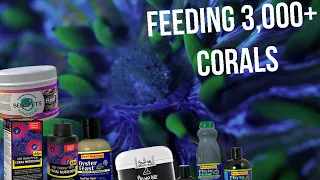 How To Feed Corals