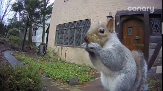 Squirrel Lunchtime — Caught By Canary