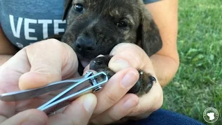 How to Trim Puppy Nails