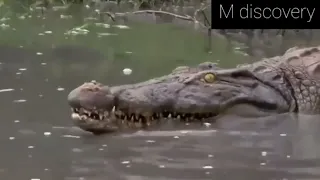 Lions attack crocodile walking on land | Lion vs Crocodile vs Leopard| M discovery