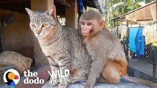 This Wild Baby Monkey is Obsessed With Her Cat  | The Dodo Wild Hearts