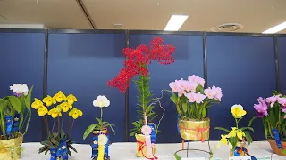 サンシャインシティ世界のらん展2022に行ってきました。（Sunshine City World Orchid Exhibition 2022）