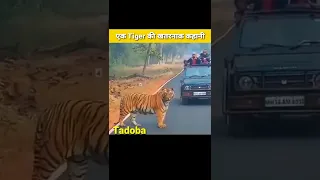 Matkasur Tiger की खतरनाक कहानी 😱 #shorts #trending #viral