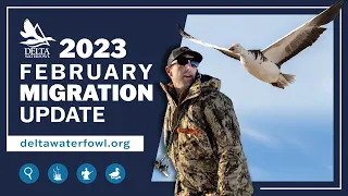 February 2023 Migration Update | Delta Waterfowl