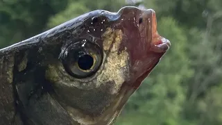 Žvejyba dugnine meškere. Karšių žvejyba