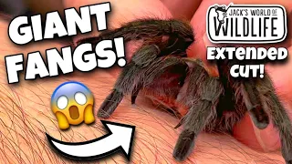 BITTEN BY A TARANTULA! The EXTENDED CUT!