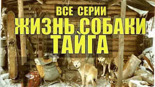 ЖИЗНЬ СОБАКИ в ТАЙГЕ СУДЬБА СЕРИАЛ ПРОМЫСЕЛ и ОТШЕЛЬНИКИ В  ЛЕСУ ВСЕ СЕРИИ ИСТОРИИ из ЖИЗНИ РАССКАЗЫ