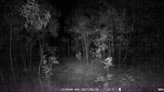Tree Cam Video With Audio