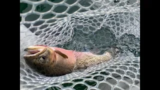 Montana - Fly Fishing Glacier Lake - Mission Mountains - 2019