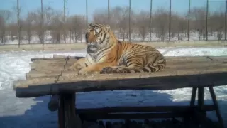 Harbin's Siberian Tiger Park