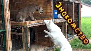 First meeting cougar with a white wolf