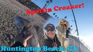 Caught Another Spotfin Croaker while Surf Fishing Huntington Beach