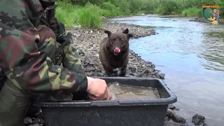 Разведка золота на старых отвалах реки. Gold exploration on the old dumps of the river.