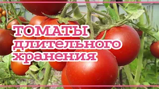 СУПЕР! Томаты длительного хранения