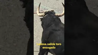 Lodosa.toro ensogado.