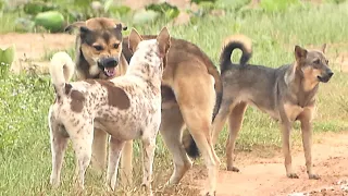 Chocolate gang his love to other dog || # 87 Nature Show