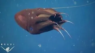 What the vampire squid really eats