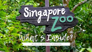 What's inside Singapore Zoo ? | WalterNei