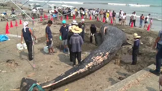 Dead blue whale found washed up on Japanese beach for the first time