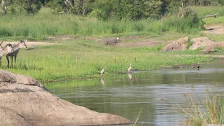 Crocodile Eats Fish and Waterbuck watch (Transport Dam Kruger National Park)