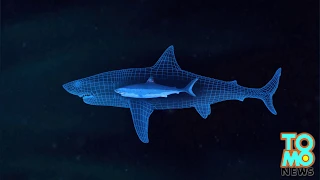 Megalodon found? Giant great white shark eaten by bigger mystery sea monster