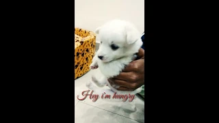 25 Days Mini Pomeranian 🔴 Funny and Cute Pomeranian Videos | Funny Puppy 2021 | Merry Christmas |