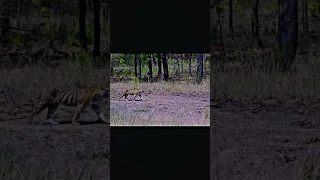 today morning safari bandhavgarh national park tiger 🐯🐅 mm #trending #viral #video #100million