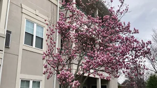 Spring Flowers - Jane Magnolia 3/13/24