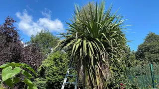Transforming a large old Cordyline Palm tree! removing old leaves and flowers #garden #success